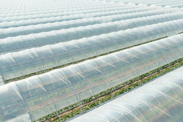 Bâche pour serre : Son importance pour vos plantes