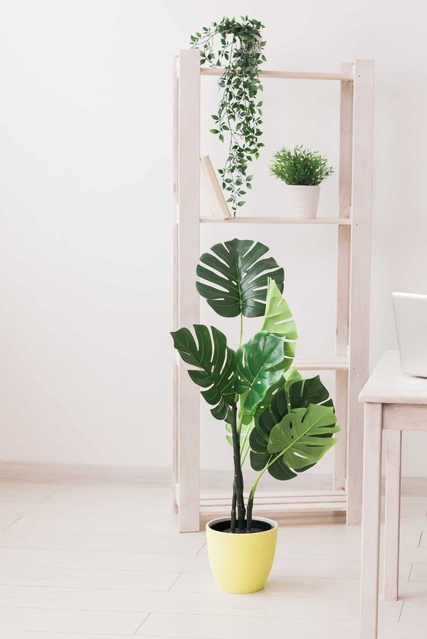 Fausses plantes tombantes pour un décor enchanteur